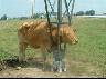 trop conne la vache