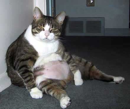 mon chat