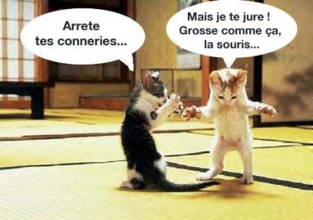 discution de chat